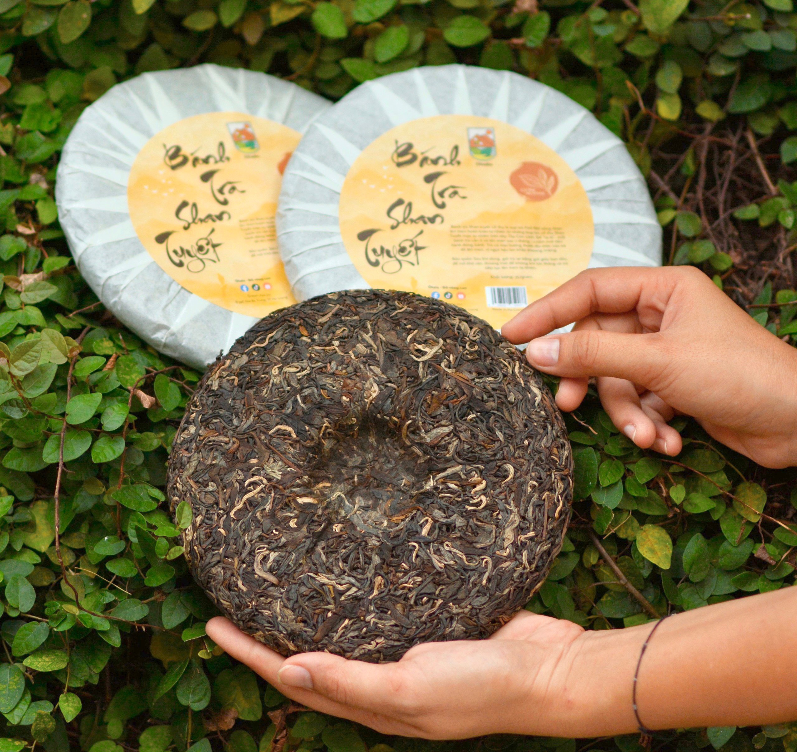 Bánh Trà Phổ Nhĩ Sống - Ảnh 3