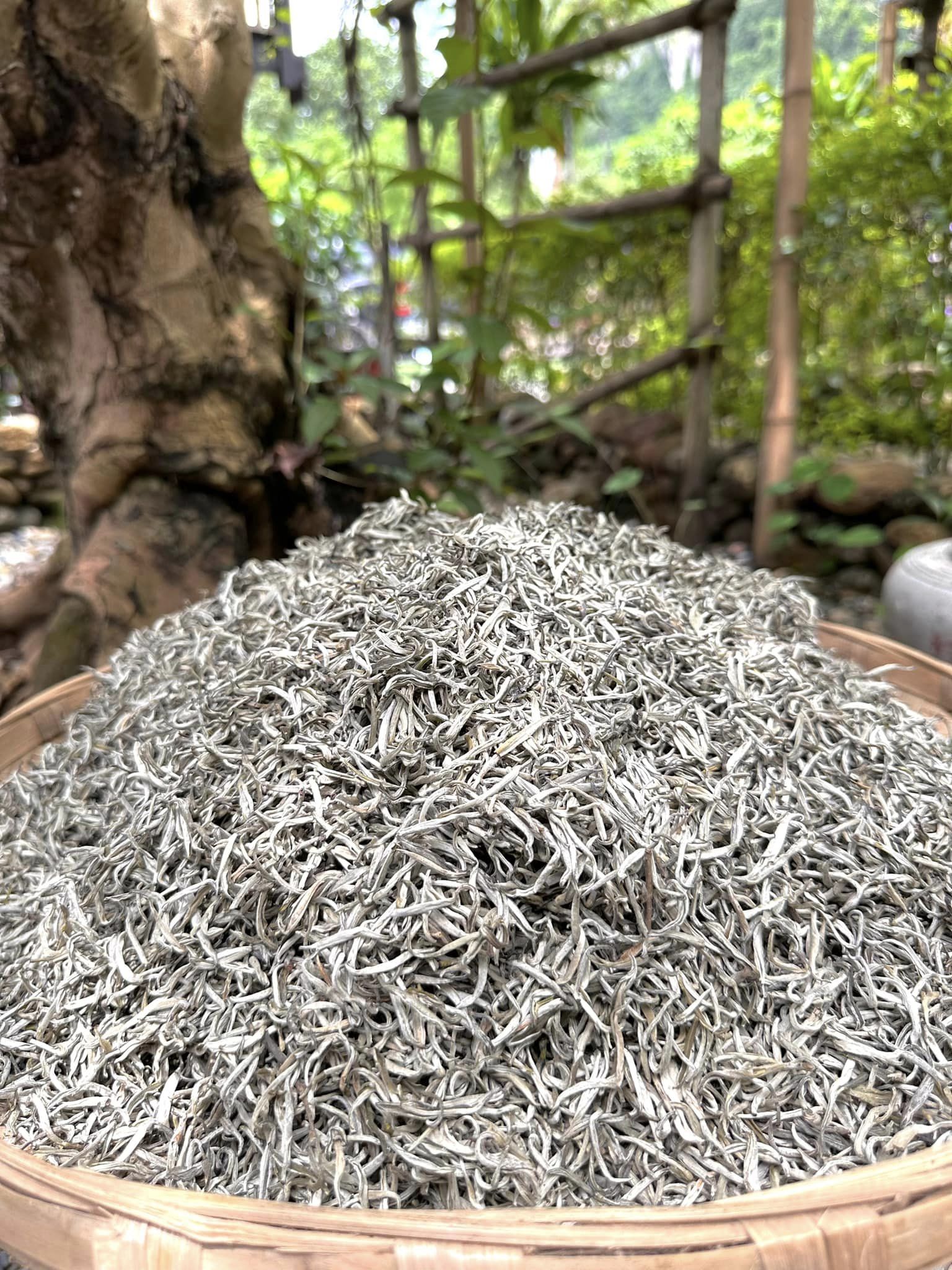 Bạch Trà Shan Tuyết Cổ Thụ ( dòng sao sấy hũ 200gram) - Ảnh 4